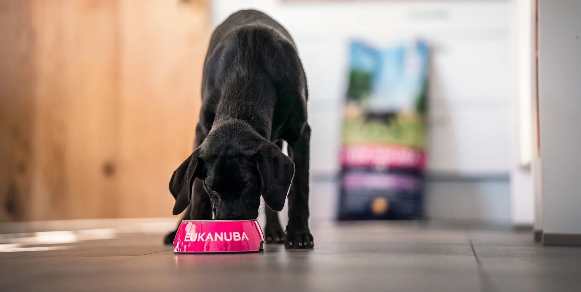 Eukanuba · 1