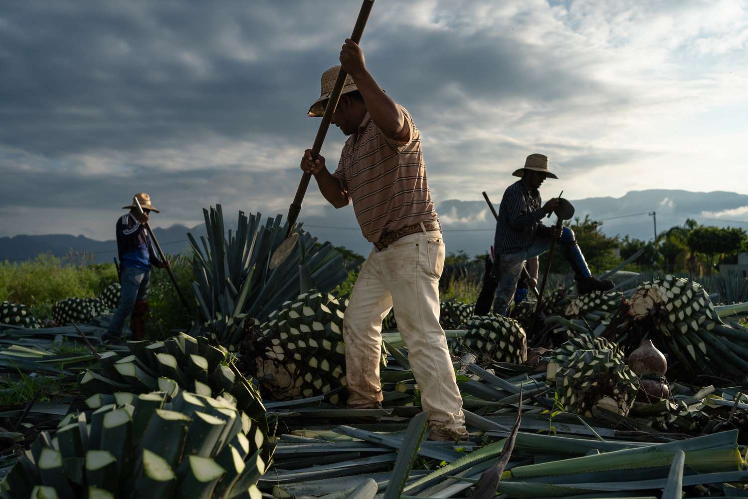 Diageo · 1